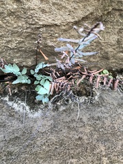 Pellaea atropurpurea