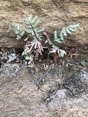 Pellaea atropurpurea