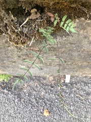 Pellaea atropurpurea