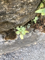 Parietaria pensylvanica