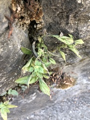 Parietaria pensylvanica