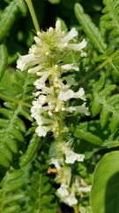 Penstemon confertus