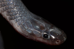 Gonionotophis stenophthalmus image