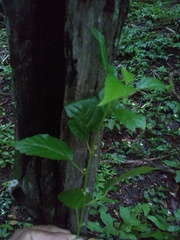 Ayenia dentata