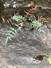 Pellaea atropurpurea