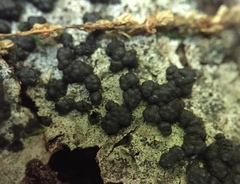 Jackrogersella cohaerens