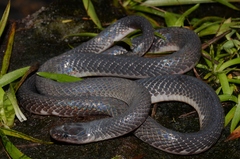 Small-Eyed File Snake photo 1