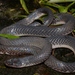 Small-eyed File Snake - Photo no rights reserved, uploaded by Marius Burger