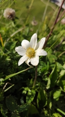 Anemonoides baldensis