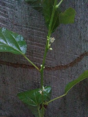 Ayenia dentata