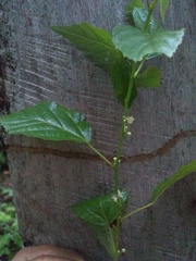 Ayenia dentata