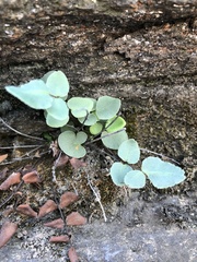 Pellaea atropurpurea