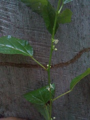 Ayenia dentata