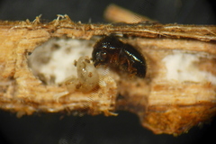 Xylosandrus compactus