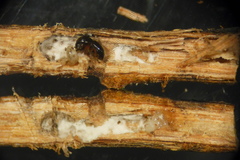 Xylosandrus compactus