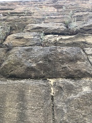 Pellaea atropurpurea