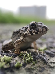 Fejervarya kawamurai