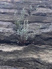 Pellaea atropurpurea