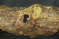 Xylosandrus compactus