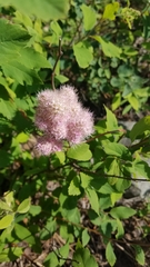 Spiraea × pyramidata