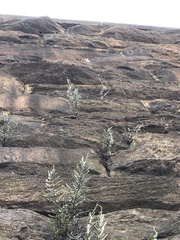 Pellaea atropurpurea