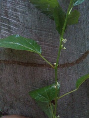 Ayenia dentata