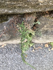 Pellaea atropurpurea