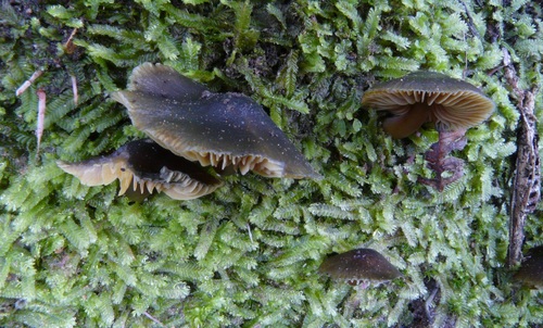 Hygrocybe fuscoaurantiaca image