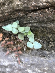 Pellaea atropurpurea