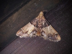 Pyralis pictalis