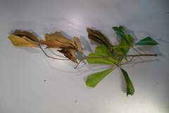 Xylosandrus compactus