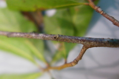 Xylosandrus compactus