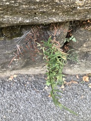 Pellaea atropurpurea