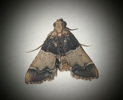 Pyralis pictalis