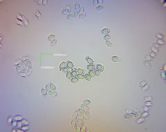 Hygrocybe fuscoaurantiaca image