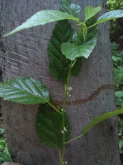 Ayenia dentata