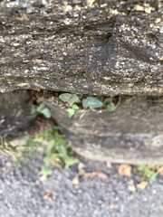 Pellaea atropurpurea