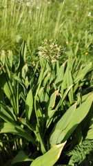 Allium victorialis