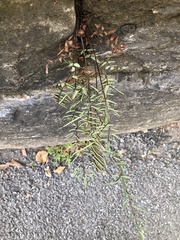 Pellaea atropurpurea