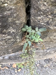 Pellaea atropurpurea