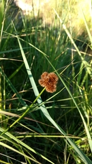 Juncus torreyi