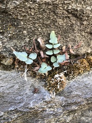 Pellaea atropurpurea