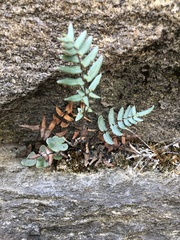 Pellaea atropurpurea