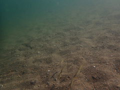 Ptychocheilus grandis