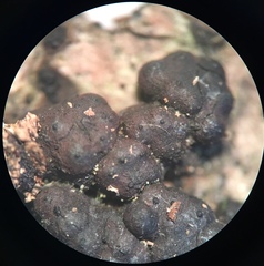 Jackrogersella cohaerens