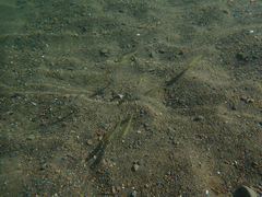 Ptychocheilus grandis