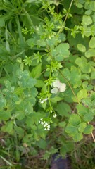 Galium asprellum