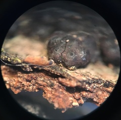 Jackrogersella cohaerens