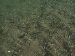 Ptychocheilus grandis
