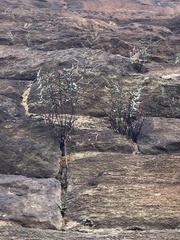 Pellaea atropurpurea